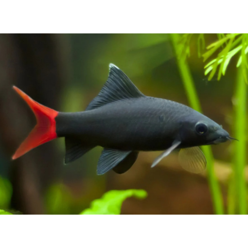 Picture of Red Tail Black Shark 8cm