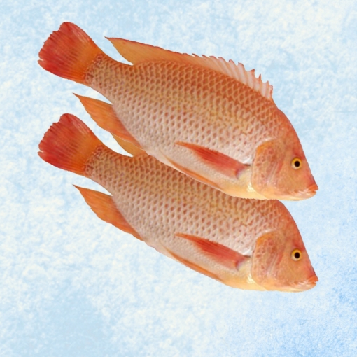 Picture of Red Tilapia 