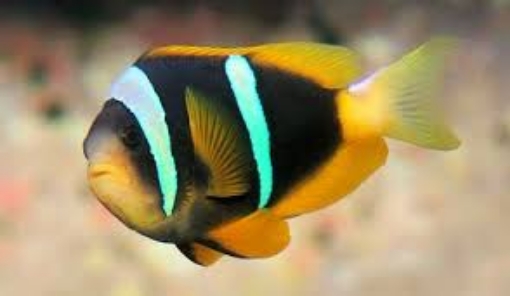 Picture of Fish Sebae Clownfish