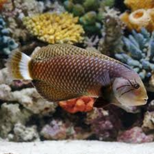 Picture of Fish Dragon Wrasse Adult